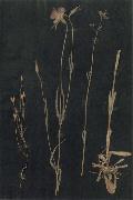 Paul Klee Herbarium painting